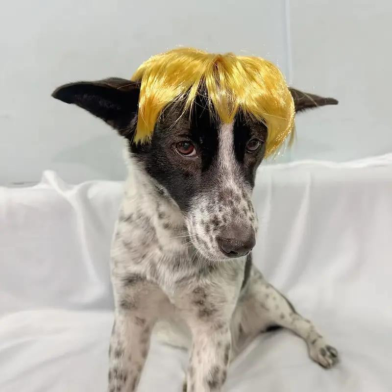Cute Short Hair Wig Pet Headband, Funny Puppy Wig Hair Accessories for Dogs & Cats, Valentine'S Day Gift, Halloween