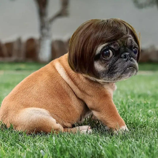 Cute Short Hair Wig Pet Headband, Funny Puppy Wig Hair Accessories for Dogs & Cats, Valentine'S Day Gift, Halloween